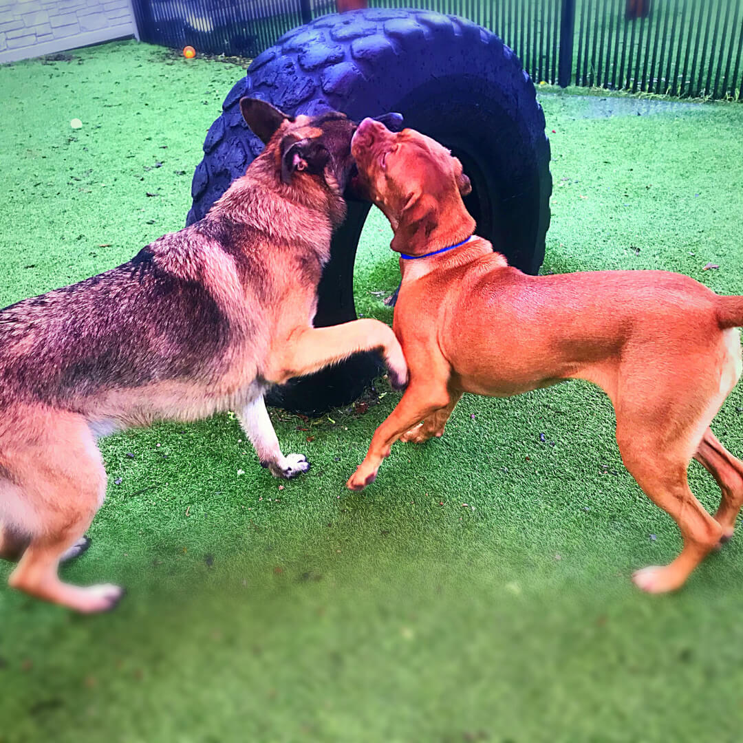 DaycareServiceTile Dog Daycare Dog Boarding Grooming in Prosper