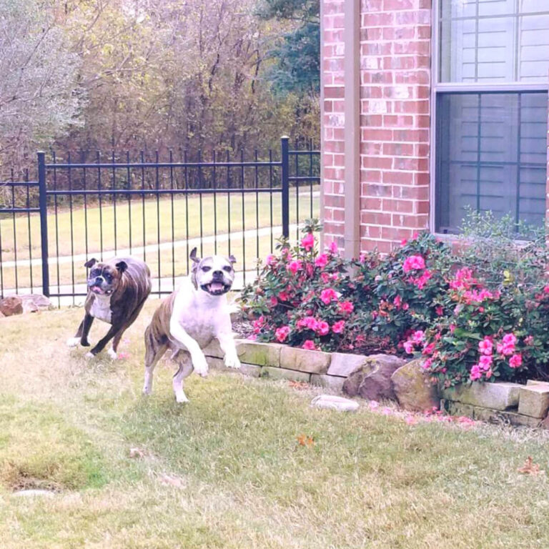 Dog Daycare Dog Boarding Grooming in Prosper, Frisco TX