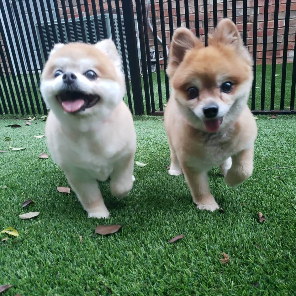 Dog Daycare Dog Boarding Grooming in Prosper, Frisco TX